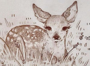 Deer